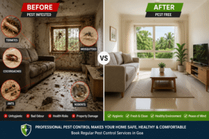Before and after professional pest control treatment showing a pest-infested room transformed into a clean, pest-free home in Goa