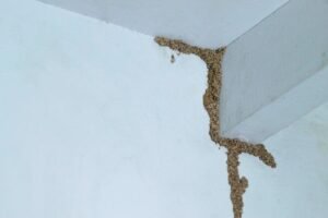 Termite mud tubes on an interior wall